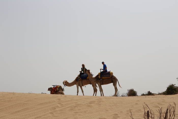Riding camels in Essaouira.