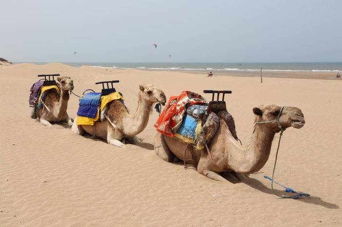 Camel riding in Essaouria.